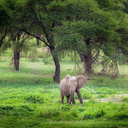 Baobab Tented Camp Kwa Kuchinia Eksteriør billede