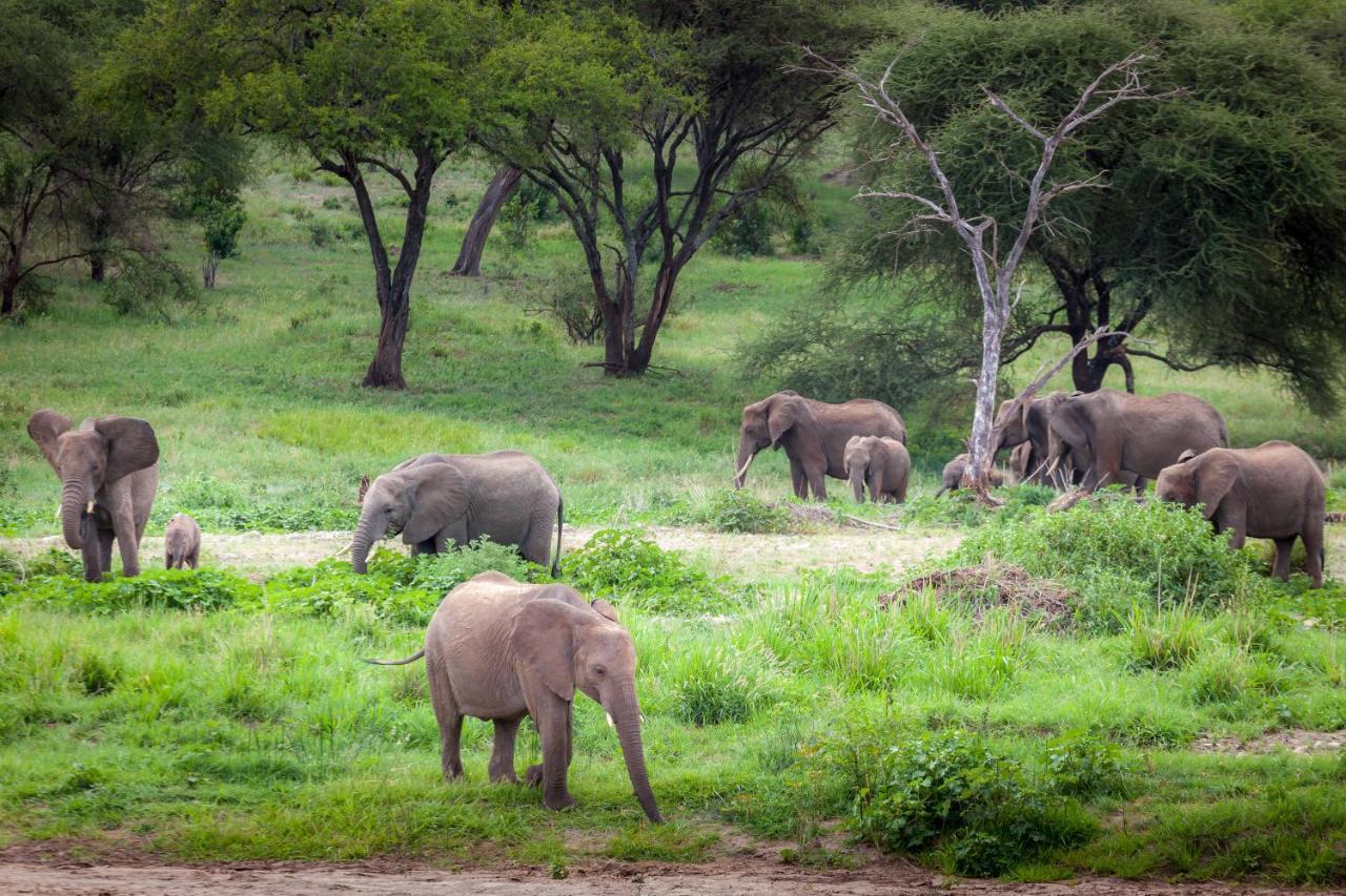 Baobab Tented Camp Kwa Kuchinia Eksteriør billede